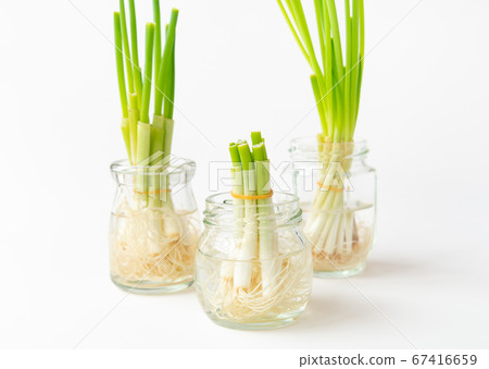Small green onion ribo veg, cultivation of regenerated vegetables Saving with ribo veg Small green onion ribo veg, cultivation of regenerated vegetables Saving with ribo veg 67416659