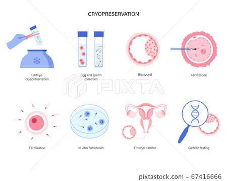 Reproductive system concept 67416666