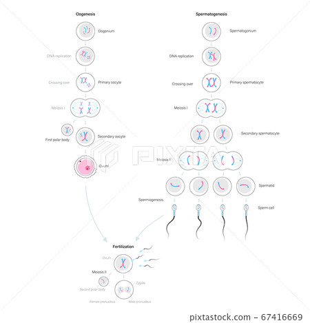 Reproductive system concept 67416669