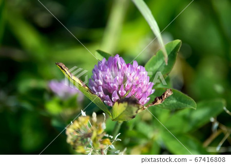 Wild grass clover 67416808