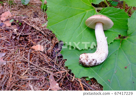 天然蘑菇(Akebono Awatake?) 天然蘑菇(Akebono Awatake?) 67417229