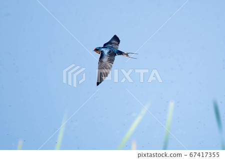 野鳥燕子飛 67417355