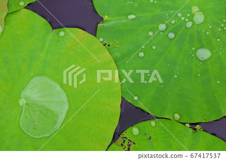 Water drops on lotus leaf 67417537