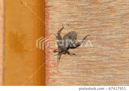 Hojoki bug 67417951