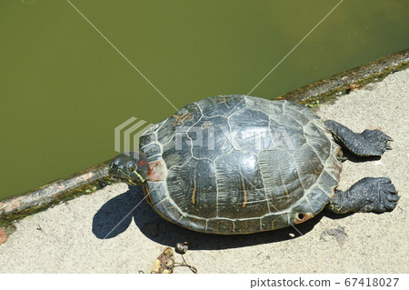 Turtle throwing both hind legs on the bank of the pond and sunbathing 67418027