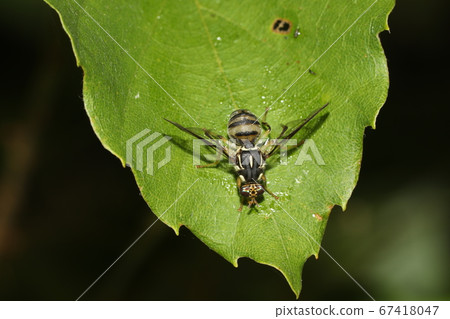 飛小姐 飛小姐 67418047