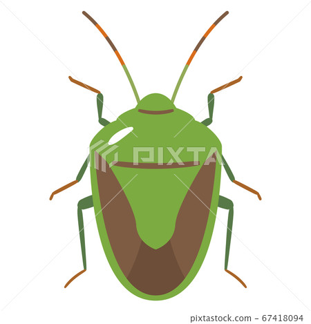 Stink bug illustration 67418094