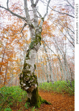 Lake autumn beech forest Lake autumn beech forest 67418223