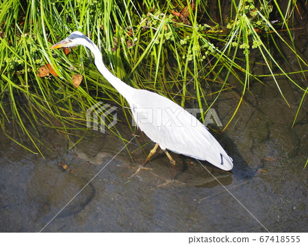 Gray heron 67418555