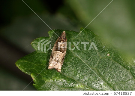 Creature Insect Kuronei Himehamaki, looks like old buds that have peeled off or dead leaflets Creature Insect Kuronei Himehamaki, looks like old buds that have peeled off or dead leaflets 67418827