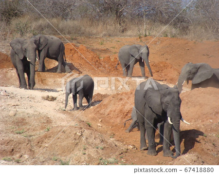 African elephants in Chobe National Park African elephants in Chobe National Park 67418880