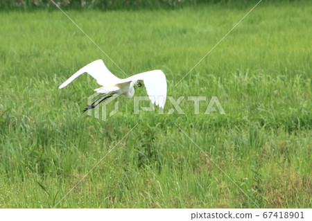 Flight of Shirasagi 67418901