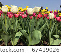 Tulips at Nagasaki Glover Garden 67419026