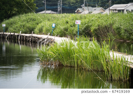 Scenery of a swamp with a pier, Tataranuma 2020, Tatebayashi City, Gunma Prefecture 67419169