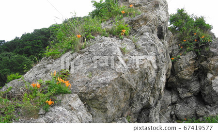 岩百合花甘草盛開在奇怪的岩石 67419577