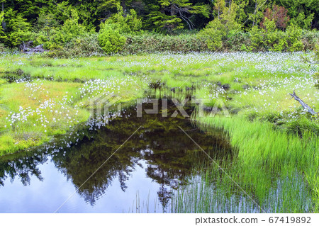 Pond to reflect the forest 67419892