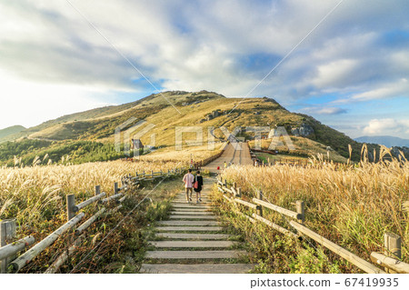 蔚山郡蔚山郡Ganwoljae秋天的銀草景觀 蔚山郡蔚山郡Ganwoljae秋天的銀草景觀 67419935