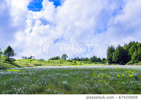 棉花開花的前山濕地 67420009
