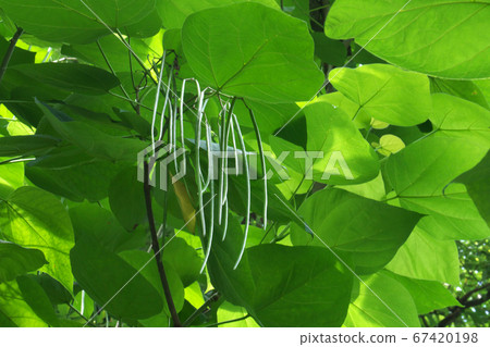 美國Cat樹(又名Catarpa)的果實 美國Cat樹(又名Catarpa)的果實 67420198