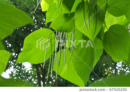 美國Cat樹(又名Catarpa)的果實 美國Cat樹(又名Catarpa)的果實 67420200