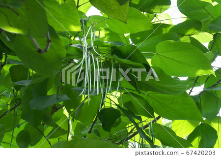 美國Cat樹(又名Catarpa)的果實 美國Cat樹(又名Catarpa)的果實 67420203