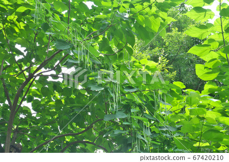 Fruit of American Catalpa (aka Catarpa) 67420210