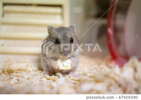 Hamster eating food 67420390