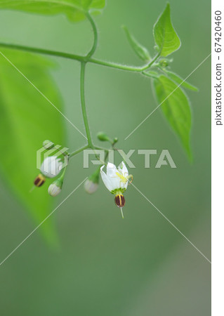 一隻小蟲子在射花時飛了起來 一隻小蟲子在射花時飛了起來 67420460