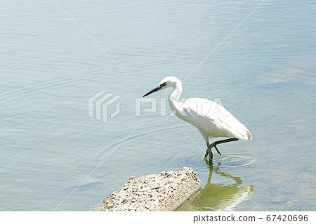 [Wild birds] Little egret catching food on the waterside Kosagi at Sakai city park 67420696