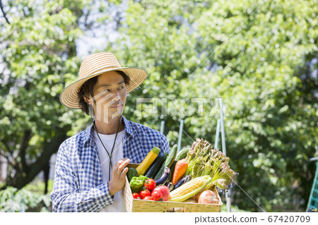 男人收穫蔬菜 67420709