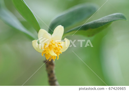 Mokko flowers (amphoteric flowers) Mokko flowers (amphoteric flowers) 67420985