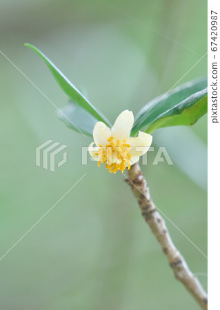 Mokko flowers (amphoteric flowers) 67420987