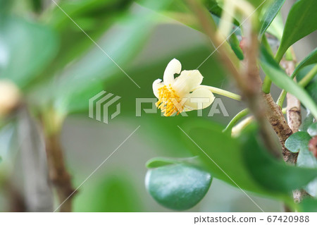 Ternstroemia 花 67420988