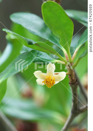 Ternstroemia flower 67420989