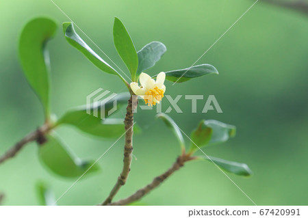 木科花(兩性花) 木科花(兩性花) 67420991