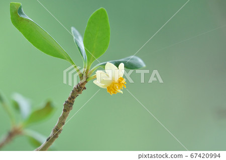 木科花(兩性花) 木科花(兩性花) 67420994