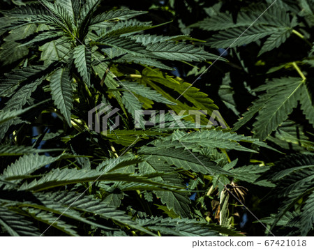 Cannabis Cannabis 67421018