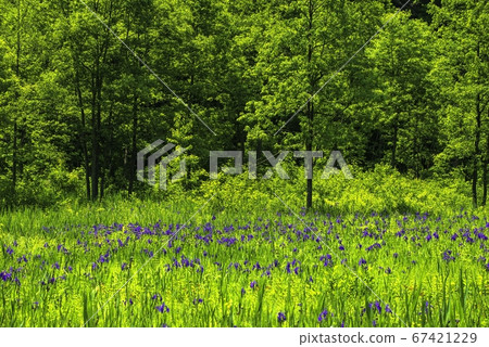 Hakuba village Oyster bud on the Omikai Marsh 67421229