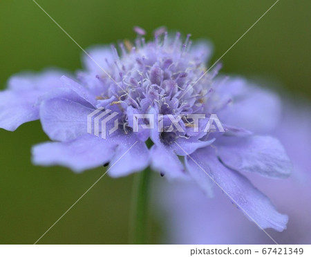 廣島縣梓山市的高山植物 照片素材 圖片 圖庫