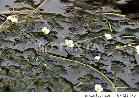 梅花藻 67421479