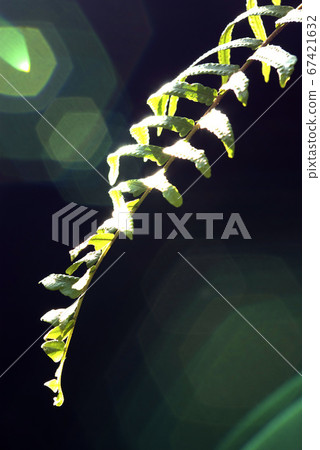 Fern leaf with light reflection 67421632