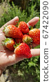 在家庭菜園的草莓 67422090
