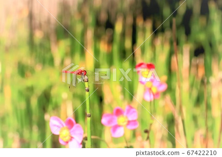 Dragonfly and Prunus avium 67422210