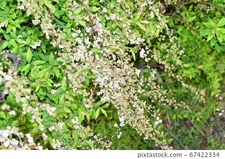 Photograph of snowy willow at the end of spring flowering period Photograph of snowy willow at the end of spring flowering period 67422334