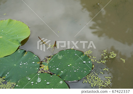 雨後的古代浴葉和水滴 雨後的古代浴葉和水滴 67422337