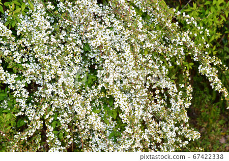 Photograph of snowy willow at the end of spring flowering period Photograph of snowy willow at the end of spring flowering period 67422338