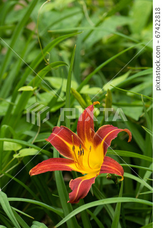 Yabukanzo鮮花盛開在夏田 67422818