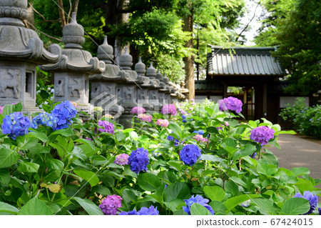 Horinouchi Myohoji, Suginami-ku, Tokyo Hydrangea and lanterns Shisei 67424015
