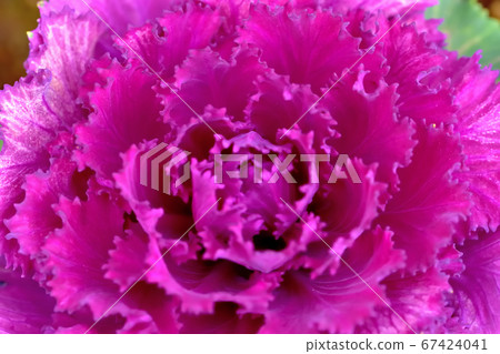 Habotan被用作新年的Kadomatsu，對寒冷的抵抗力很強。 67424041