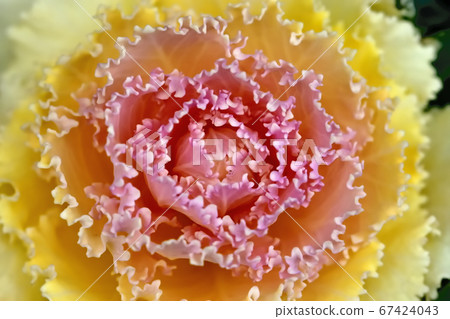 Habotan被用作新年的Kadomatsu,對寒冷的抵抗力很強。 Habotan被用作新年的Kadomatsu,對寒冷的抵抗力很強。 67424043